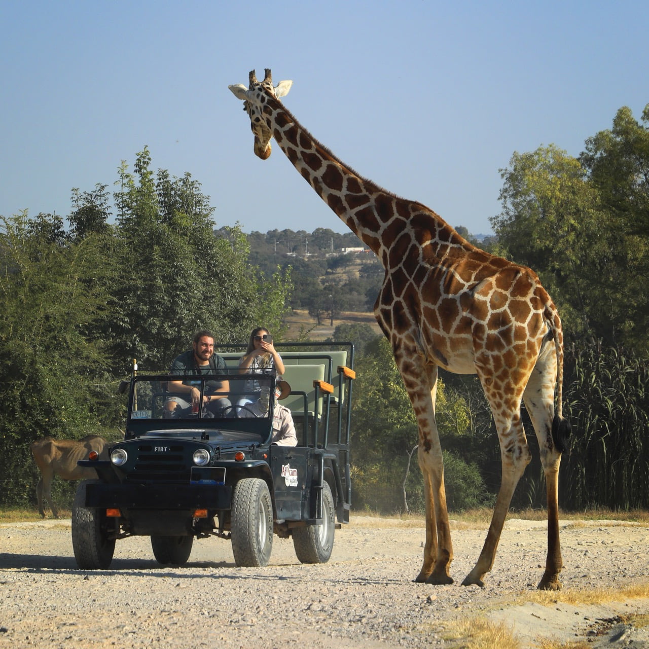 Africam Safari - Puebla Vive